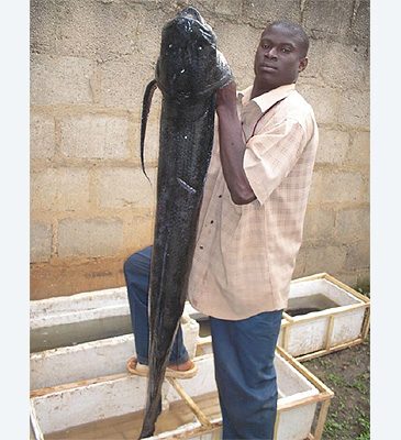 2719_Marbled Lungfish_Protopterus aethiopicus.jpg